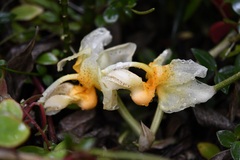 Stanhopea saccata