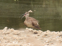 Numenius phaeopus
