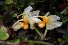 Stanhopea saccata