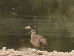 Numenius phaeopus