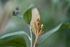 Photinia matudae
