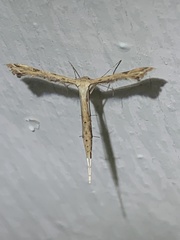 Stenoptilodes brevipennis