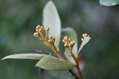Photinia matudae