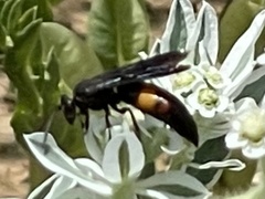 Stizoides renicinctus