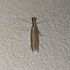 Pleurota aristella
