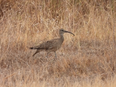 Numenius phaeopus