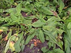Lysichiton camtschatcensis