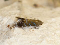 Strobisia proserpinella