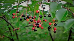 Prunus serotina