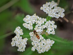 Episyrphus balteatus