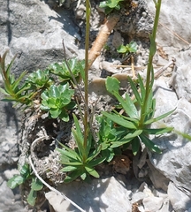 Campanula cespitosa