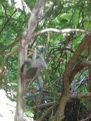 Acanthocephala alata