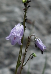 Campanula cespitosa
