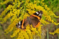 Vanessa atalanta