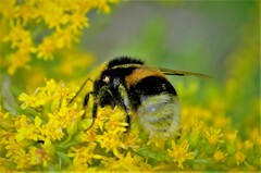 Bombus