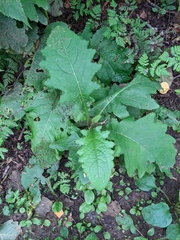Cirsium kamtschaticum