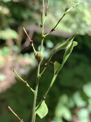 Neolasioptera desmodii