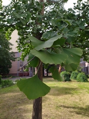 Ginkgo biloba