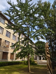 Ginkgo biloba