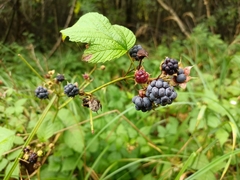 Rubus caesius
