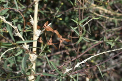Cottsia gracilis