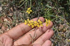 Cottsia gracilis