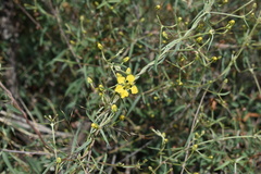 Cottsia gracilis