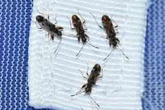 Neopamera albocincta