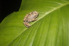 Leptobrachella