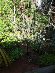 Euphorbia enterophora