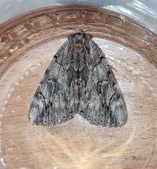 Catocala electa