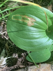 Liriomyza smilacinae