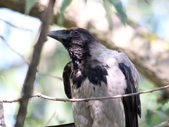 Corvus cornix