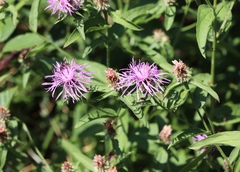Centaurea subjacea