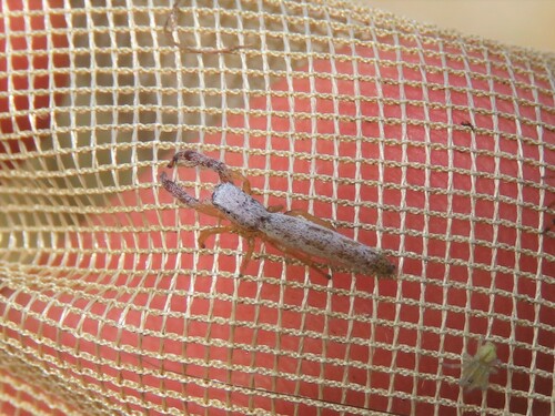 Pike Slender Jumper photo 4