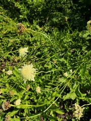Cephalaria litvinovii