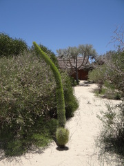 Didierea madagascariensis