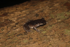 Leptobrachella gracilis