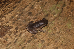 Leptobrachella gracilis