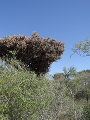 Alluaudia comosa