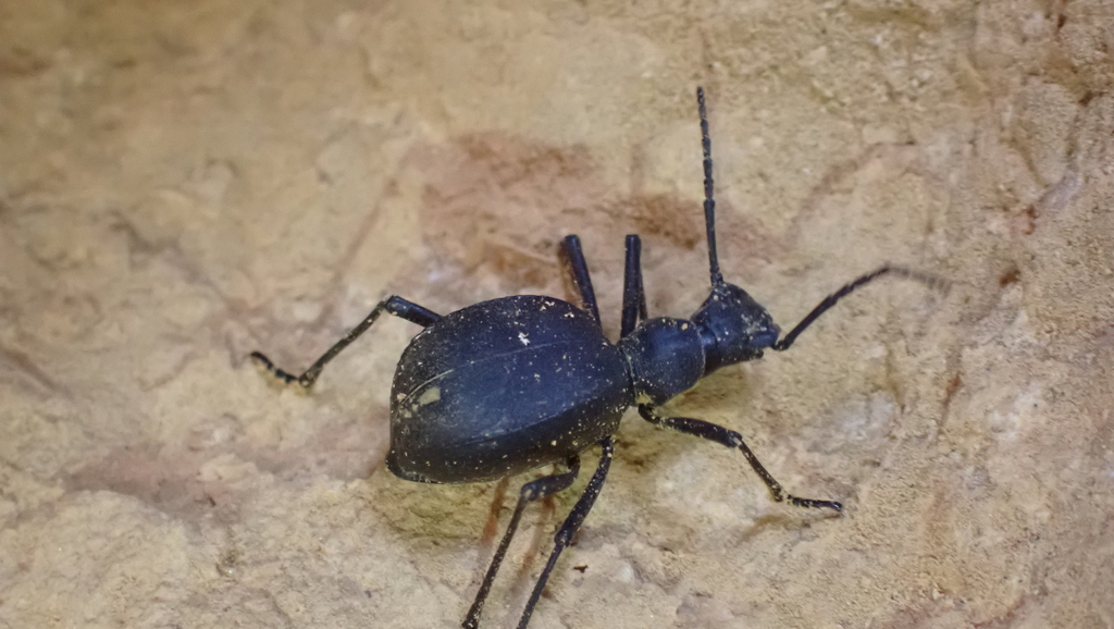 Leptoderis collaris