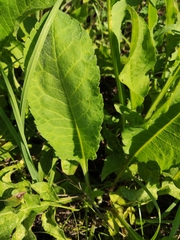 Cephalaria litvinovii