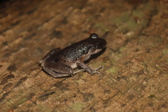 Leptobrachella gracilis