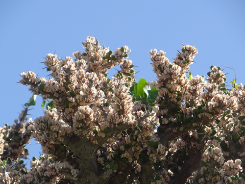 Alluaudia comosa