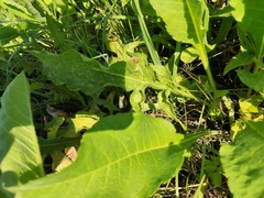 Cephalaria litvinovii