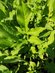 Cephalaria litvinovii