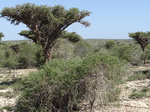 Alluaudia comosa