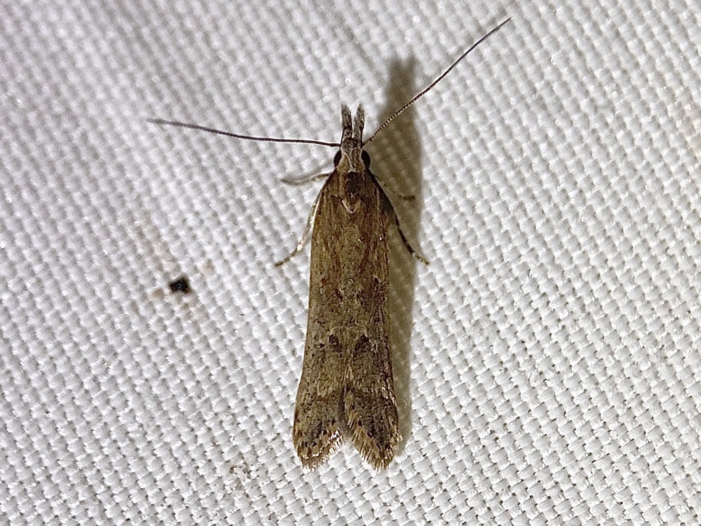Palmerworm Moth and Allies