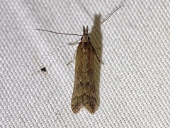 Palmerworm Moth and Allies