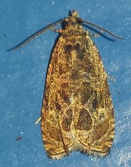 Olethreutes olivaceana